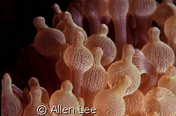 Bubble anemone.Xiao Liu Qiu,TAIWAN.2008/1/19 .
F-100,60m... by Allen Lee 